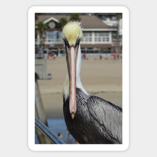 Pelican Eye to Eye Sticker